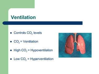 Ventilation Controls CO 2  levels CO 2  = Ventilation High CO 2  = Hypoventilation Low CO 2  = Hyperventilation 