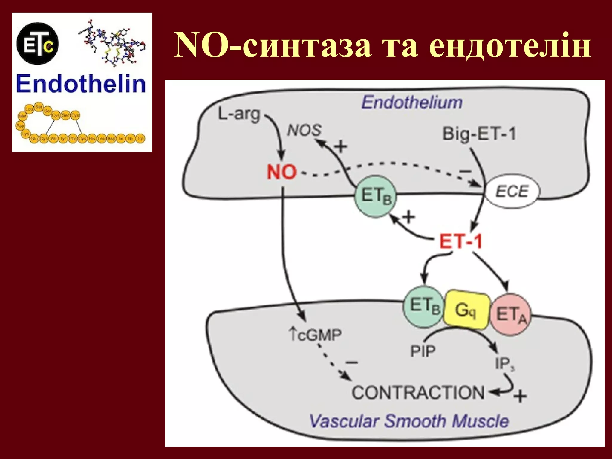 NO-синтаза та ендотелін
 