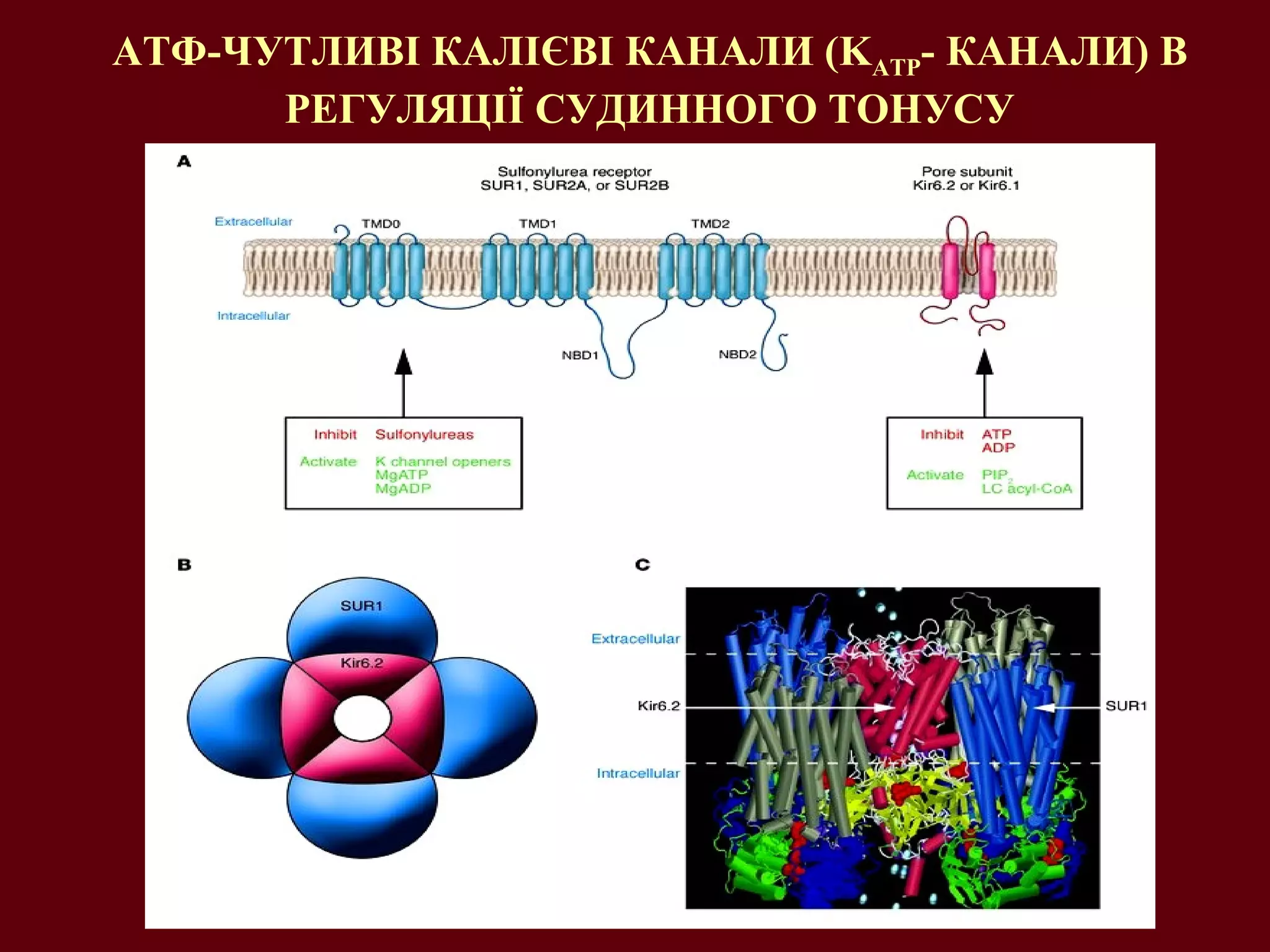 АТФ-ЧУТЛИВІ КАЛІЄВІ КАНАЛИ (KATP- КАНАЛИ) В
РЕГУЛЯЦІЇ СУДИННОГО ТОНУСУ
 