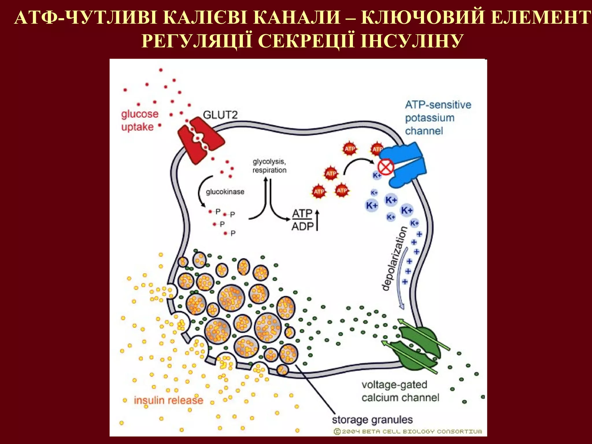 АТФ-ЧУТЛИВІ КАЛІЄВІ КАНАЛИ – КЛЮЧОВИЙ ЕЛЕМЕНТ
РЕГУЛЯЦІЇ СЕКРЕЦІЇ ІНСУЛІНУ
 