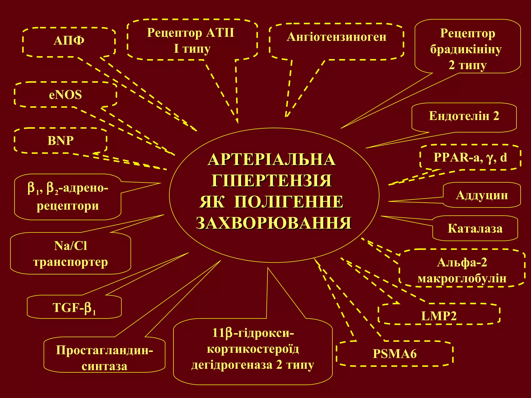 АРТЕРІАЛЬНААРТЕРІАЛЬНА
ГІПЕРТЕНЗІЯГІПЕРТЕНЗІЯ
ЯК ПОЛІГЕННЕЯК ПОЛІГЕННЕ
ЗАХВОРЮВАННЯЗАХВОРЮВАННЯ
PPAR-a, γ, d
AПФ
Рецептор АТІІ
I типу
Ангіотензиноген Рецептор
брадикініну
2 типу
Ендотелін 2
Каталаза
Альфа-2
макроглобулін
PSMA6
11β-гідрокси-
кортикостероїд
дегідрогеназа 2 типу
Простагландин-
синтаза
TGF-β1
Na/Cl
транспортер
β1, β2-адрено-
рецептори
eNOS
LMP2
Аддуцин
BNP
 