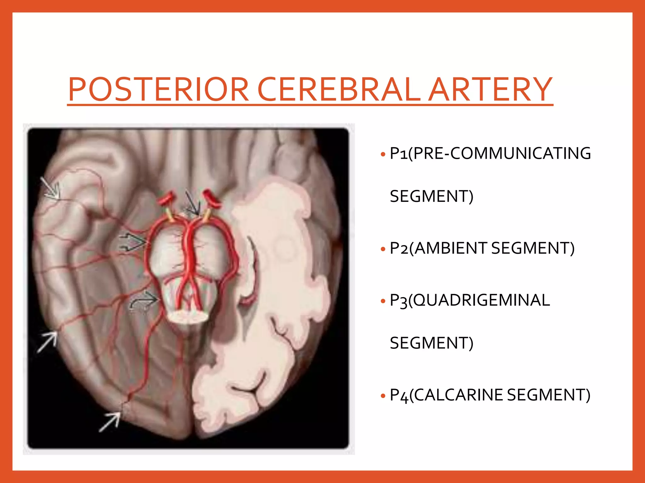 Arterial anatomy of Brain | PPTX