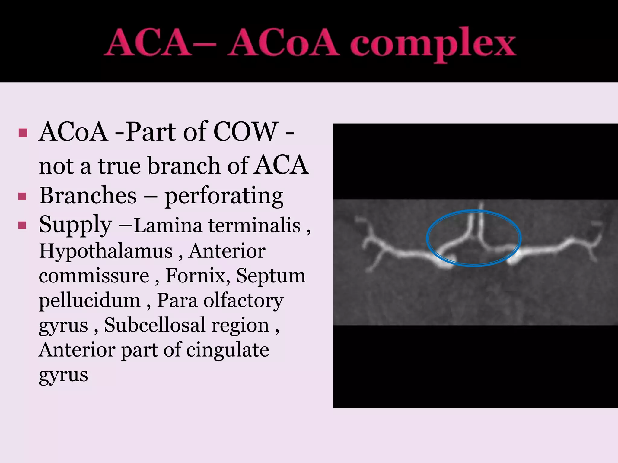  ACoA -Part of COW -
not a true branch of ACA
 Branches – perforating
 Supply –Lamina terminalis ,
Hypothalamus , Anterior
commissure , Fornix, Septum
pellucidum , Para olfactory
gyrus , Subcellosal region ,
Anterior part of cingulate
gyrus
 