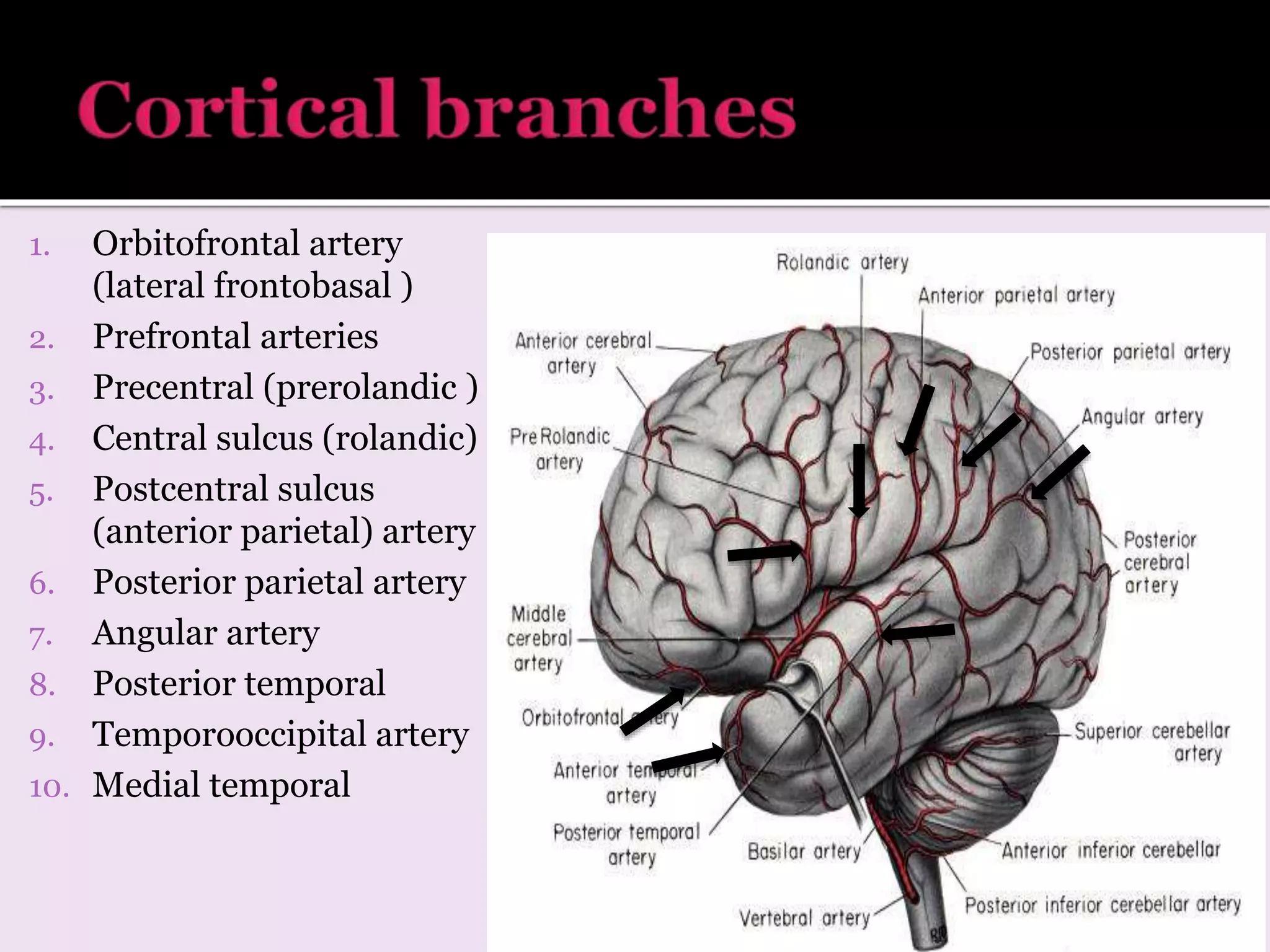 1. Orbitofrontal artery
(lateral frontobasal )
2. Prefrontal arteries
3. Precentral (prerolandic )
4. Central sulcus (rolandic)
5. Postcentral sulcus
(anterior parietal) artery
6. Posterior parietal artery
7. Angular artery
8. Posterior temporal
9. Temporooccipital artery
10. Medial temporal
 