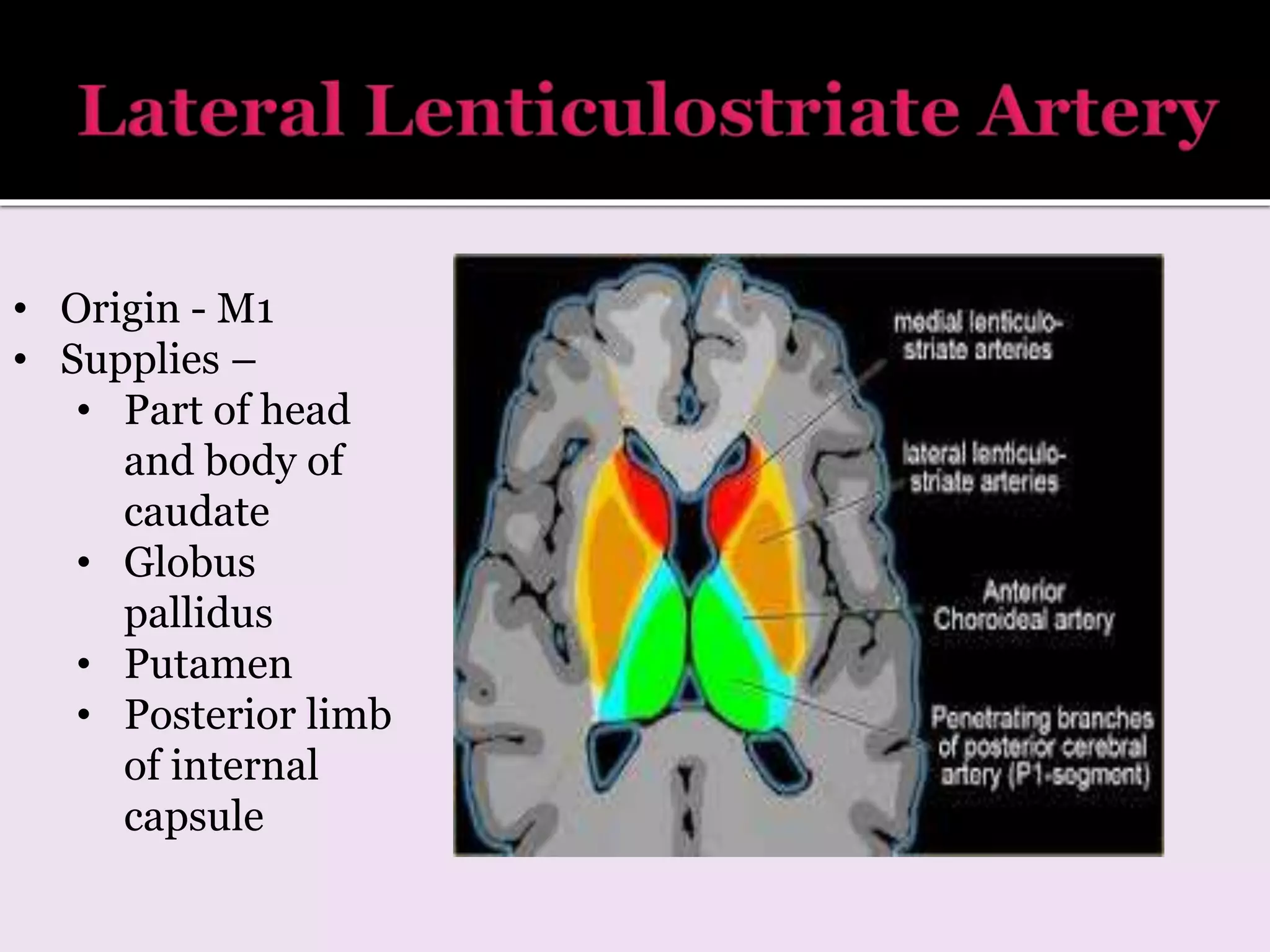 • Origin - M1
• Supplies –
• Part of head
and body of
caudate
• Globus
pallidus
• Putamen
• Posterior limb
of internal
capsule
 