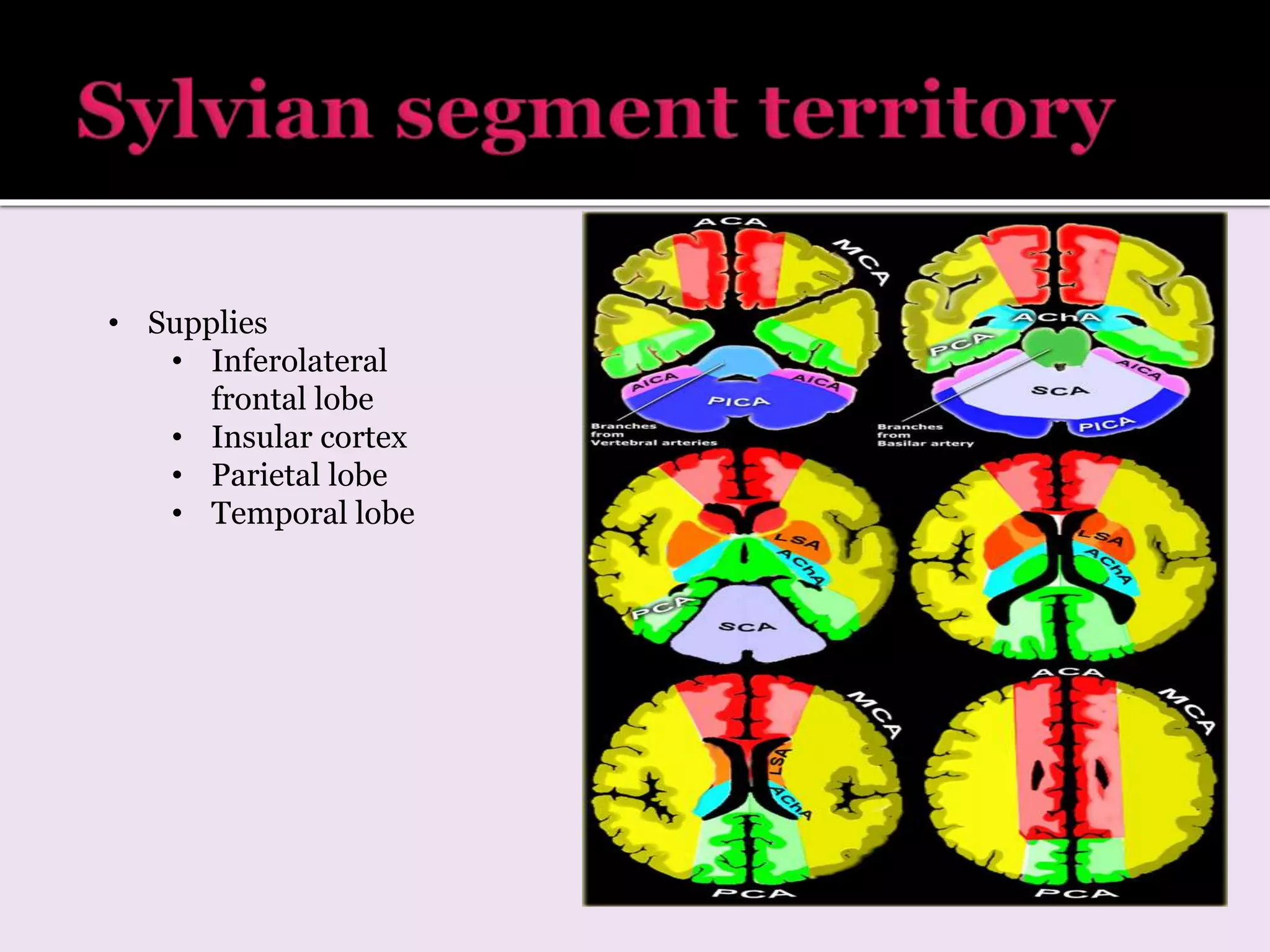 • Supplies
• Inferolateral
frontal lobe
• Insular cortex
• Parietal lobe
• Temporal lobe
 