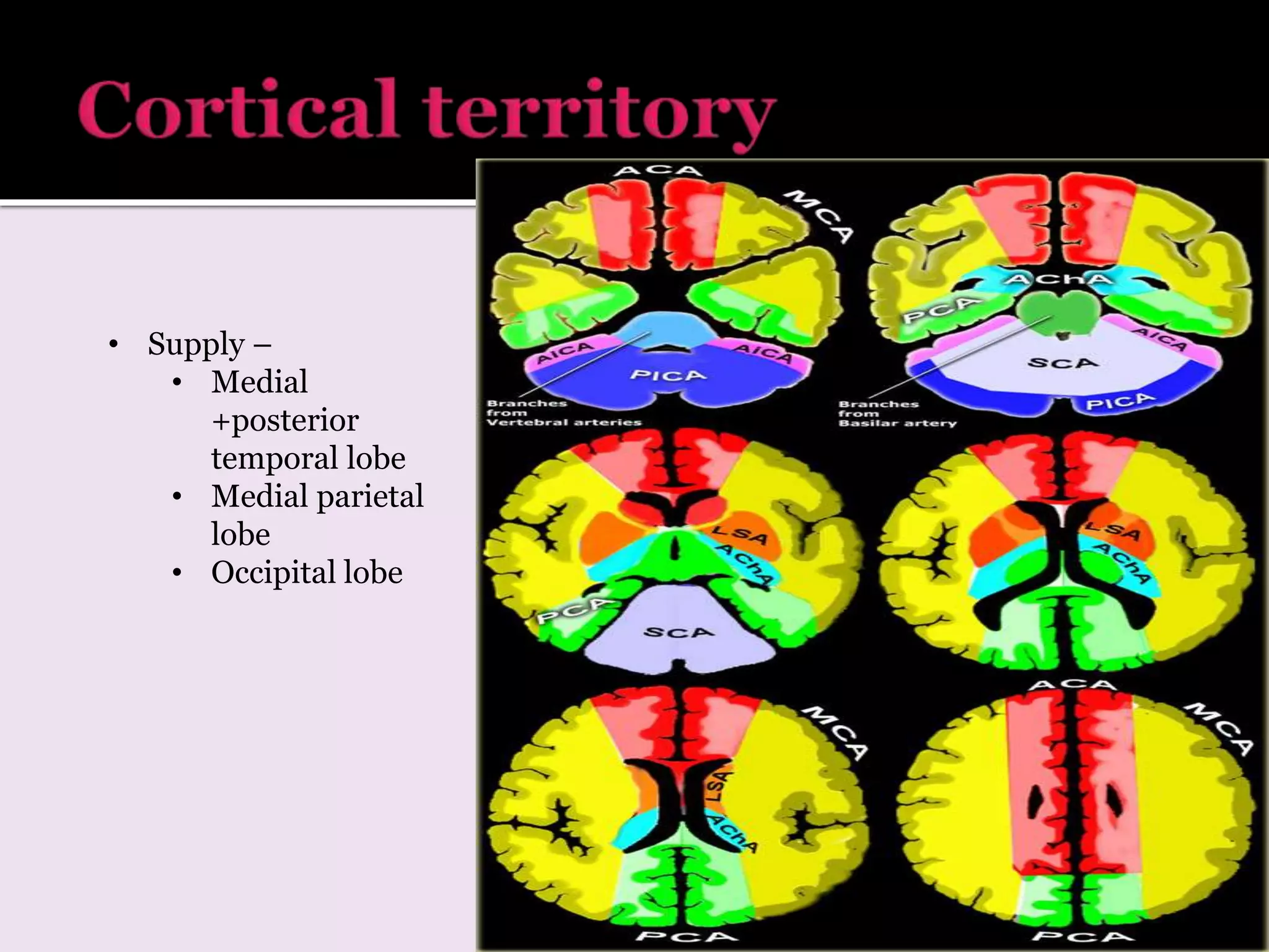 • Supply –
• Medial
+posterior
temporal lobe
• Medial parietal
lobe
• Occipital lobe
 