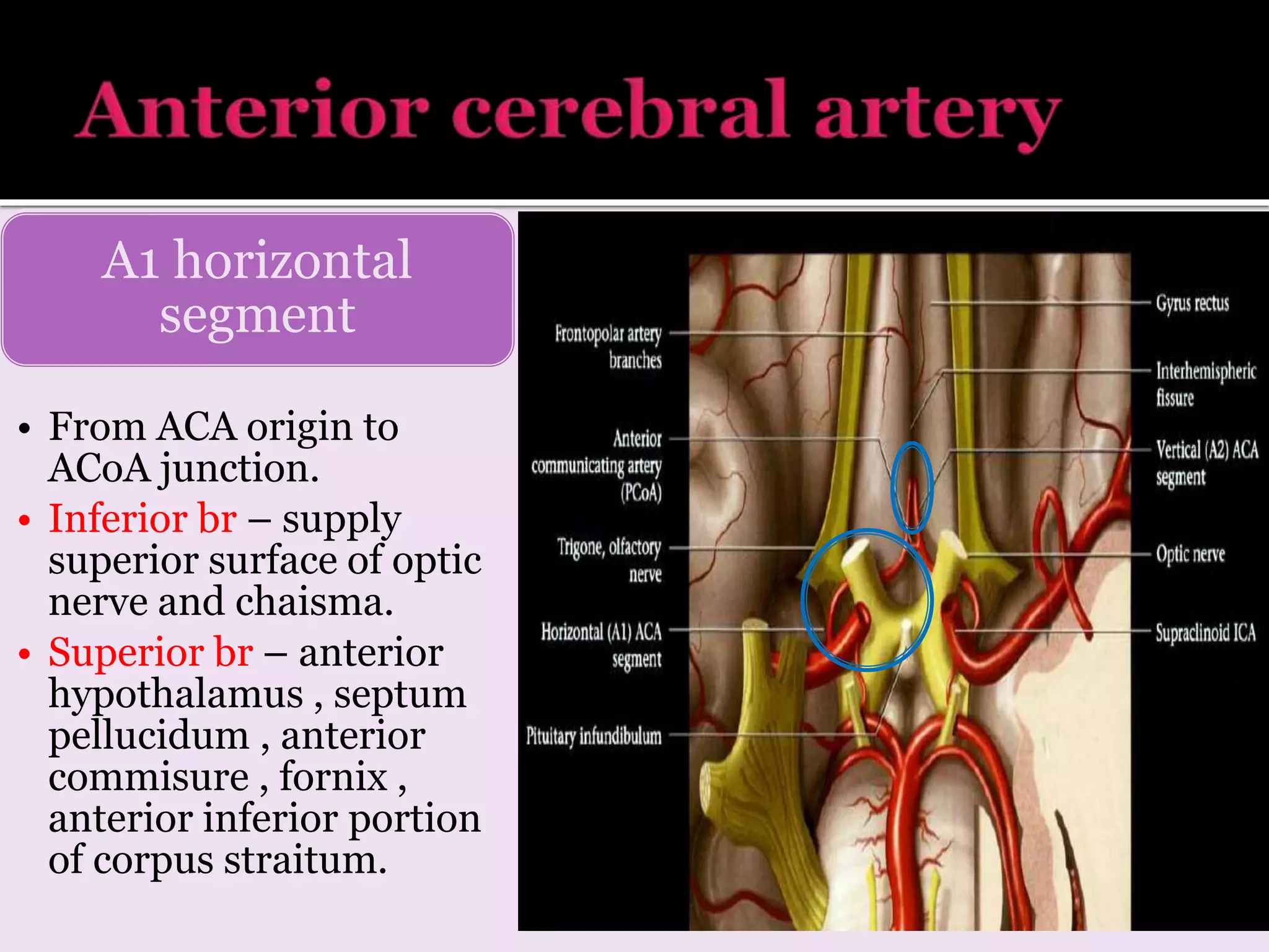 A1 horizontal
segment
• From ACA origin to
ACoA junction.
• Inferior br – supply
superior surface of optic
nerve and chaisma.
• Superior br – anterior
hypothalamus , septum
pellucidum , anterior
commisure , fornix ,
anterior inferior portion
of corpus straitum.
 