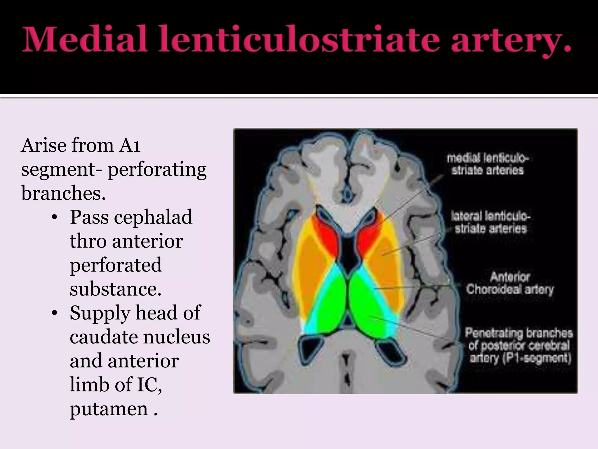 Arise from A1
segment- perforating
branches.
• Pass cephalad
thro anterior
perforated
substance.
• Supply head of
caudate nucleus
and anterior
limb of IC,
putamen .
 