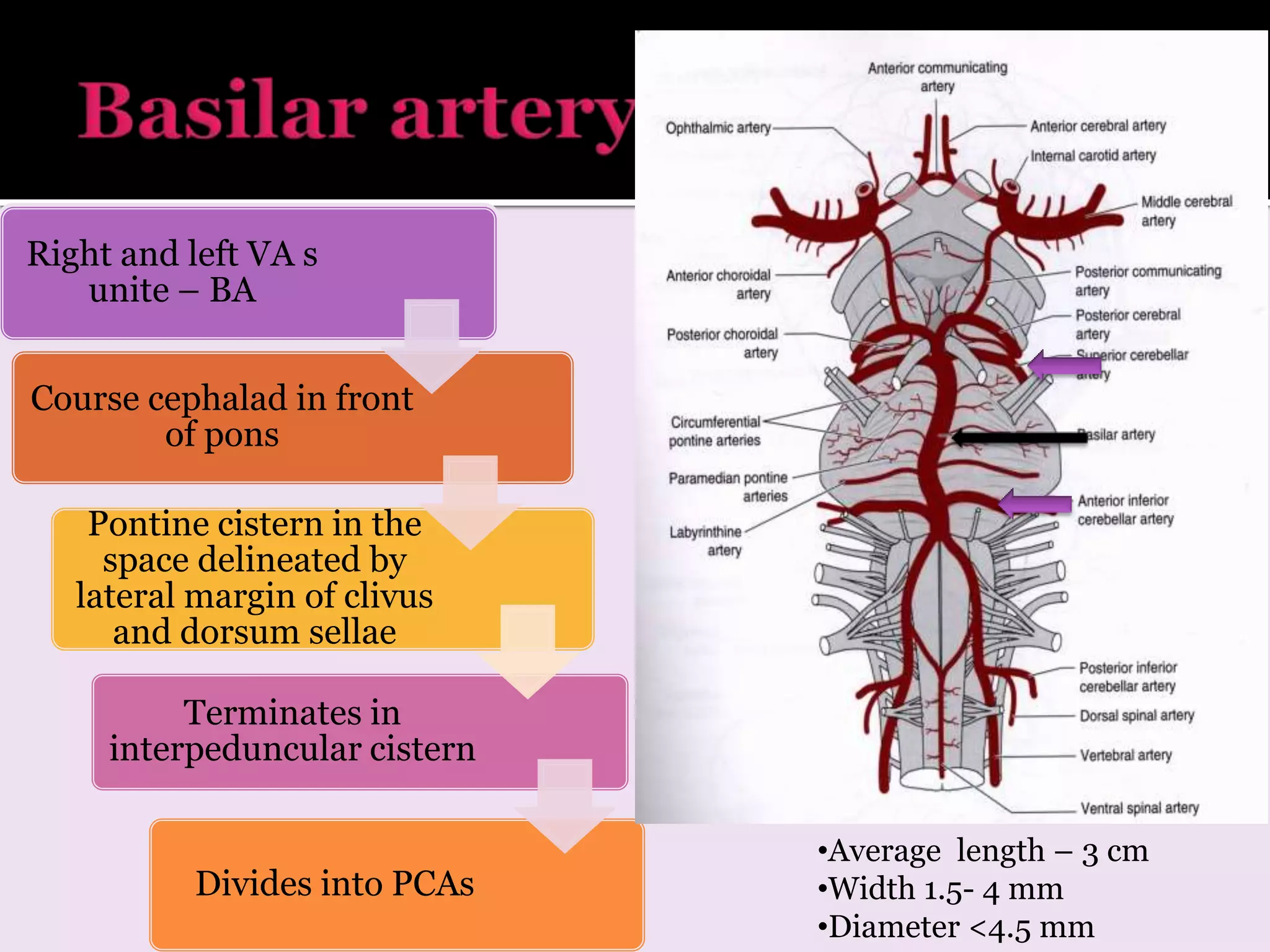 Right and left VA s
unite – BA
Course cephalad in front
of pons
Pontine cistern in the
space delineated by
lateral margin of clivus
and dorsum sellae
Terminates in
interpeduncular cistern
Divides into PCAs
•Average length – 3 cm
•Width 1.5- 4 mm
•Diameter <4.5 mm
 