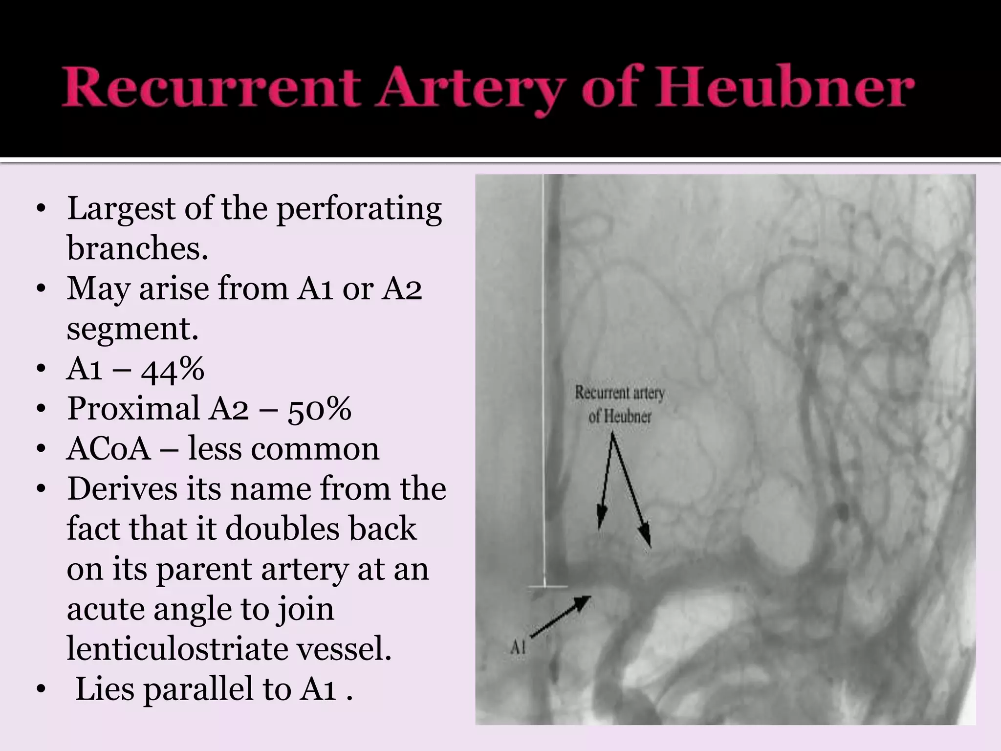 • Largest of the perforating
branches.
• May arise from A1 or A2
segment.
• A1 – 44%
• Proximal A2 – 50%
• ACoA – less common
• Derives its name from the
fact that it doubles back
on its parent artery at an
acute angle to join
lenticulostriate vessel.
• Lies parallel to A1 .
 