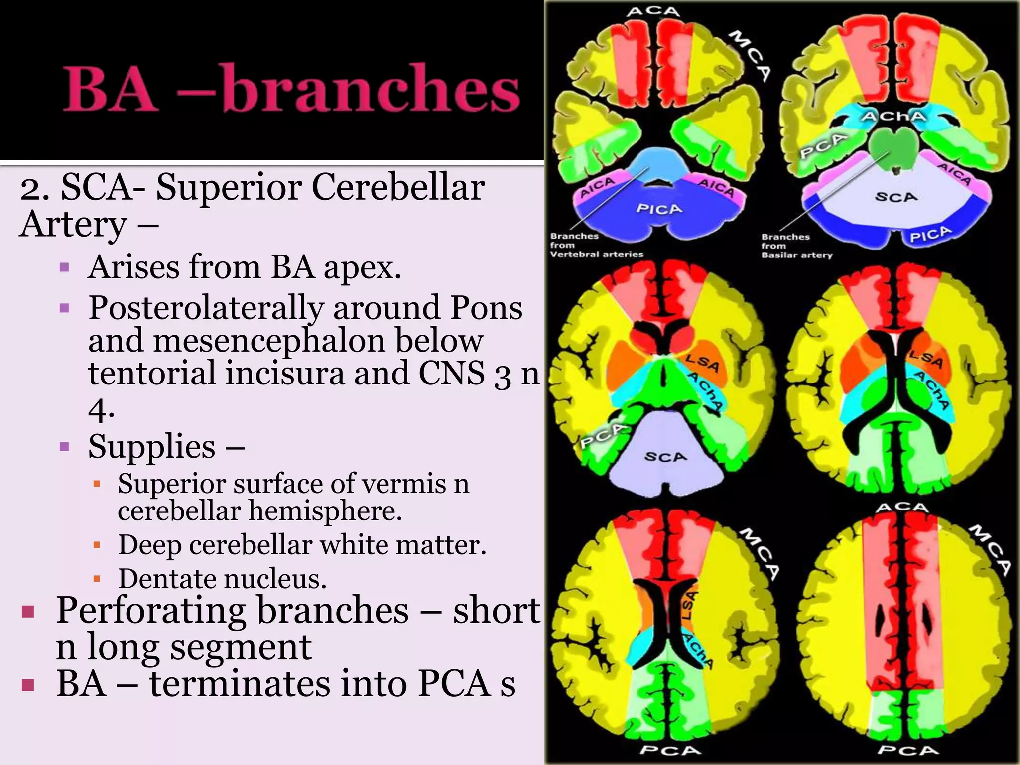2. SCA- Superior Cerebellar
Artery –
 Arises from BA apex.
 Posterolaterally around Pons
and mesencephalon below
tentorial incisura and CNS 3 n
4.
 Supplies –
▪ Superior surface of vermis n
cerebellar hemisphere.
▪ Deep cerebellar white matter.
▪ Dentate nucleus.
 Perforating branches – short
n long segment
 BA – terminates into PCA s
 