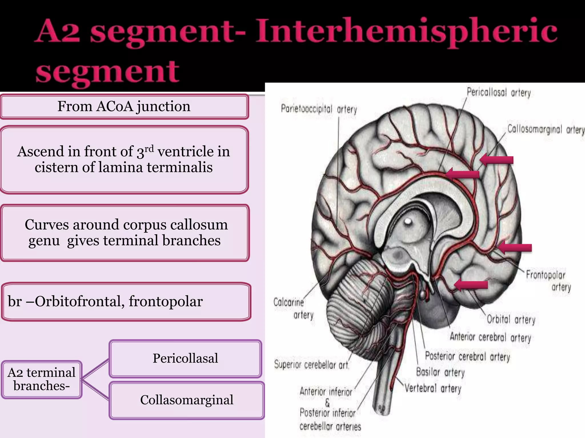 From ACoA junction
Ascend in front of 3rd ventricle in
cistern of lamina terminalis
br –Orbitofrontal, frontopolar
Curves around corpus callosum
genu gives terminal branches
A2 terminal
branches-
Pericollasal
Collasomarginal
 