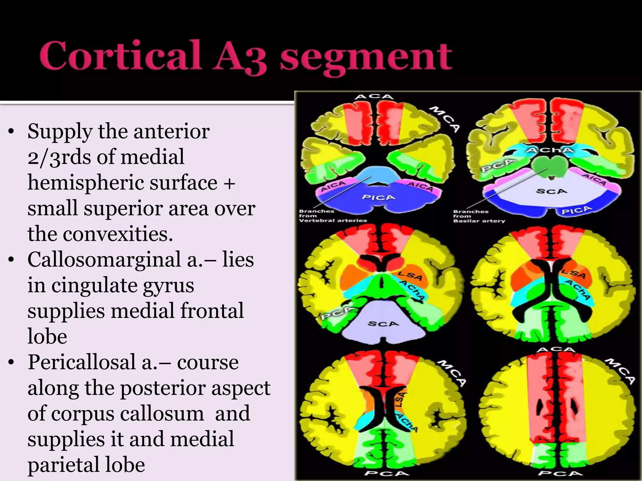 • Supply the anterior
2/3rds of medial
hemispheric surface +
small superior area over
the convexities.
• Callosomarginal a.– lies
in cingulate gyrus
supplies medial frontal
lobe
• Pericallosal a.– course
along the posterior aspect
of corpus callosum and
supplies it and medial
parietal lobe
 
