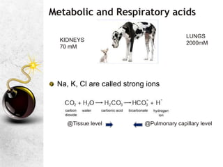 Metabolic and Respiratory acids
Na, K, Cl are called strong ions
LUNGS
2000mM
KIDNEYS
70 mM
@Tissue level @Pulmonary capillary level
 