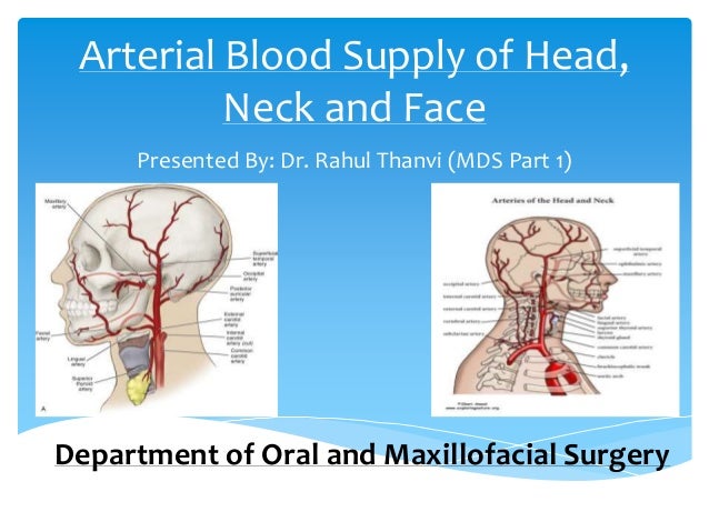arterial blood supply of head neck and face arteries of the face