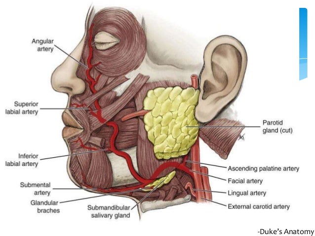 arteries of the face