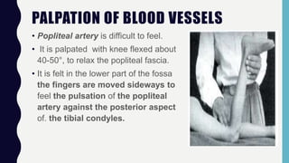 PALPATION OF BLOOD VESSELS
• Popliteal artery is difficult to feel.
• It is palpated with knee flexed about
40-50°, to relax the popliteal fascia.
• It is felt in the lower part of the fossa
the fingers are moved sideways to
feel the pulsation of the popliteal
artery against the posterior aspect
of. the tibial condyles.
 