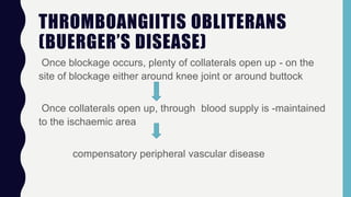THROMBOANGIITIS OBLITERANS
(BUERGER’S DISEASE)
Once blockage occurs, plenty of collaterals open up - on the
site of blockage either around knee joint or around buttock
Once collaterals open up, through blood supply is -maintained
to the ischaemic area
compensatory peripheral vascular disease
 