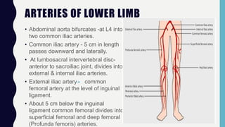 ARTERIES OF LOWER LIMB
• Abdominal aorta bifurcates -at L4 into
two common iliac arteries.
• Common iliac artery - 5 cm in length
passes downward and laterally.
• At lumbosacral intervertebral disc-
anterior to sacroiliac joint, divides into
external & internal iliac arteries.
• External iliac artery common
femoral artery at the level of inguinal
ligament.
• About 5 cm below the inguinal
ligament common femoral divides into
superficial femoral and deep femoral
(Profunda femoris) arteries.
 