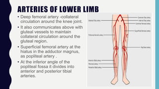 ARTERIES OF LOWER LIMB
• Deep femoral artery -collateral
circulation around the knee joint.
• It also communicates above with
gluteal vessels to maintain
collateral circulation around the
gluteal region.
• Superficial femoral artery at the
hiatus in the adductor magnus,
as popliteal artery .
• At the inferior angle of the
popliteal fossa it divides into
anterior and posterior tibial
arteries.
 