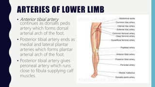 ARTERIES OF LOWER LIMB
• Anterior tibial artery
continues as dorsalis pedis
artery which forms dorsal
arterial arch of the foot.
• Posterior tibial artery ends as
medial and lateral plantar
arteries which forms plantar
arterial arch of the foot.
• Posterior tibial artery gives
peroneal artery which runs
close to fibula supplying calf
muscles.
 