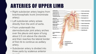 ARTERIES OF UPPER LIMB
• Right subclavian artery begins from
brachiocephalic trunk (innominate
artery)
• Left subclavian artery arises
directly from the arch of aorta.
• From underneath the
sternoclavicular joint artery arches
over the pleura and apex of lung
about 2.5 cm above the clavicle
and then reaches the lateral border
of first rib to continue as axillary
artery.
• Subclavian artery is divided into
three parts by scalenus anterior
 