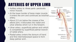 ARTERIES OF UPPER LIMB
• Axillary artery is -three parts -pectoralis
minor muscle.
• At the lower border of teres major muscle
it enters the arm and continues as brachial
artery.
• About 2.5 cm below the crease of the
elbow joint, it bifurcates into radial and
ulnar arteries which run in the forearm.
• Ulnar artery -superficial palmar arch which
is completed by superficial palmar branch
of radial artery.
• Radial artery enters the dorsum of hand
and first intermetacarpal space to form
deep palmar arch .
 