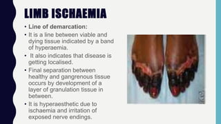 LIMB ISCHAEMIA
• Line of demarcation:
• It is a line between viable and
dying tissue indicated by a band
of hyperaemia.
• It also indicates that disease is
getting localised.
• Final separation between
healthy and gangrenous tissue
occurs by development of a
layer of granulation tissue in
between.
• It is hyperaesthetic due to
ischaemia and irritation of
exposed nerve endings.
 