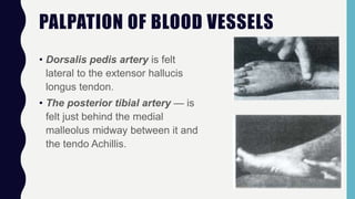PALPATION OF BLOOD VESSELS
• Dorsalis pedis artery is felt
lateral to the extensor hallucis
longus tendon.
• The posterior tibial artery — is
felt just behind the medial
malleolus midway between it and
the tendo Achillis.
 