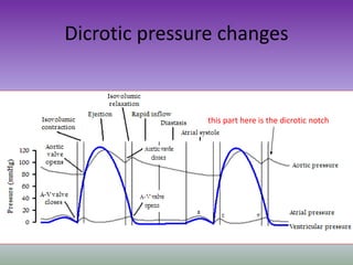 Dicrotic pressure changes
this part here is the dicrotic notch
 