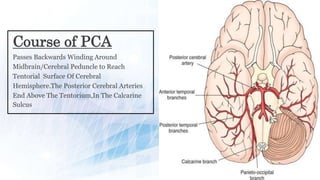 Pca Inervates RADIOLOGICAL ANATOMY OF ARTERIAL SUPPLY OF BRAIN | PPTX