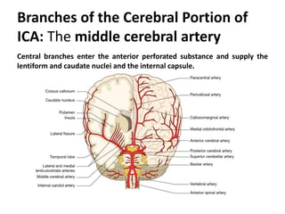 Arterial supply of brain | PPTX