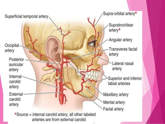 Arterial supply of face scalp diagram model 
