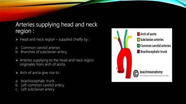 Blood supply of head and neck | PPTX