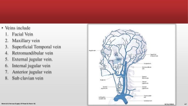 Arterial Supply Venous Drainage Of Head And Neck Manohar