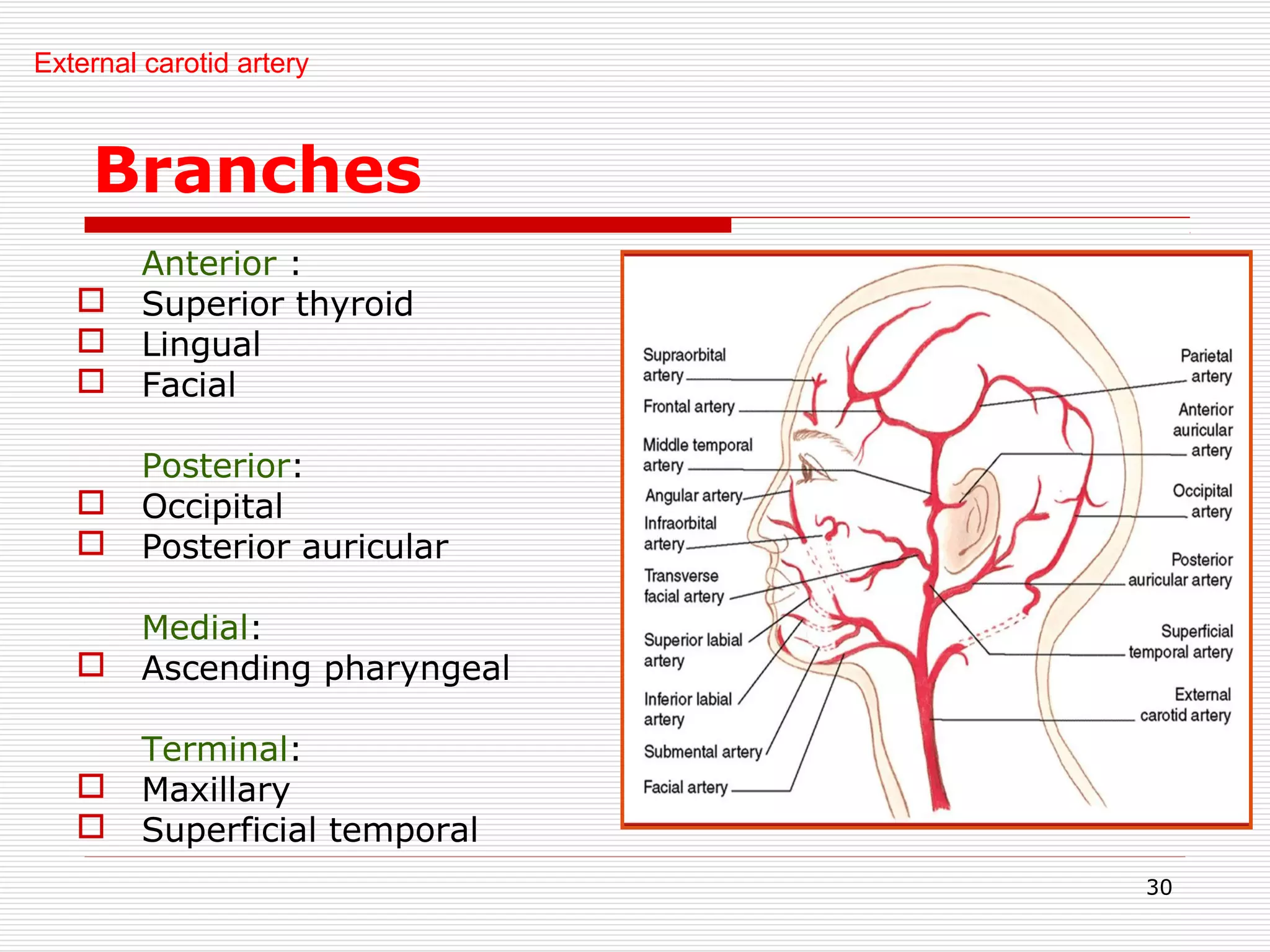 Arterial supply of head and neck | PPT