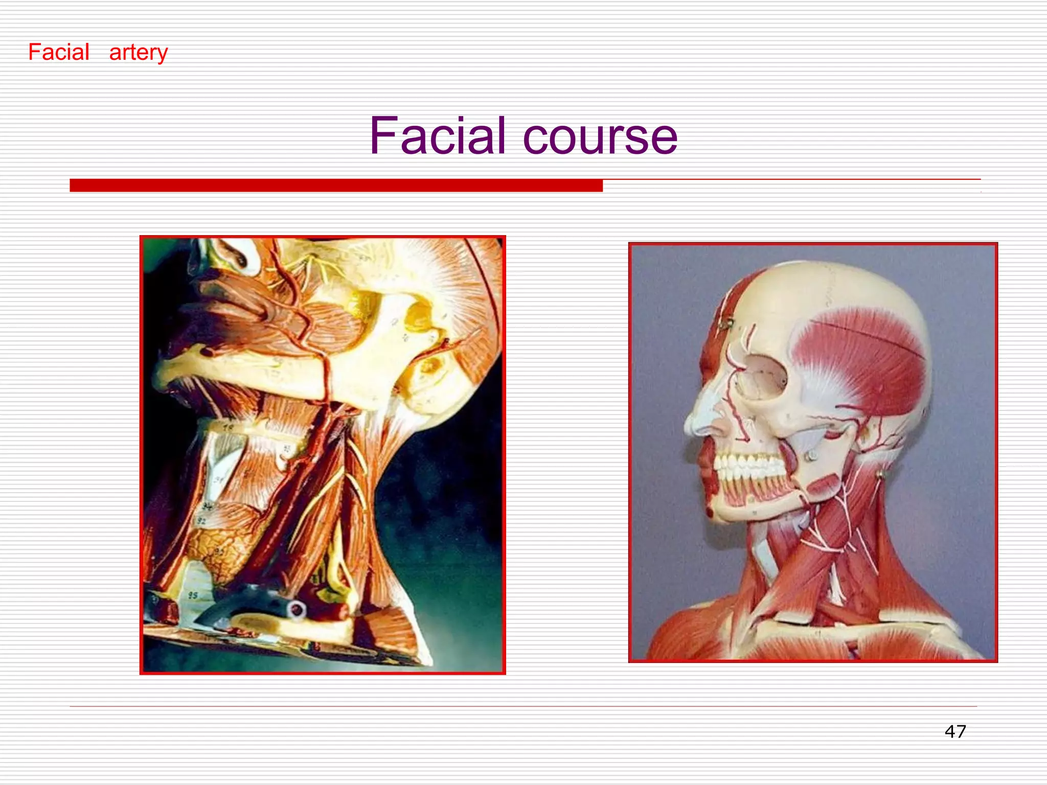 Arterial supply of head and neck | PPT