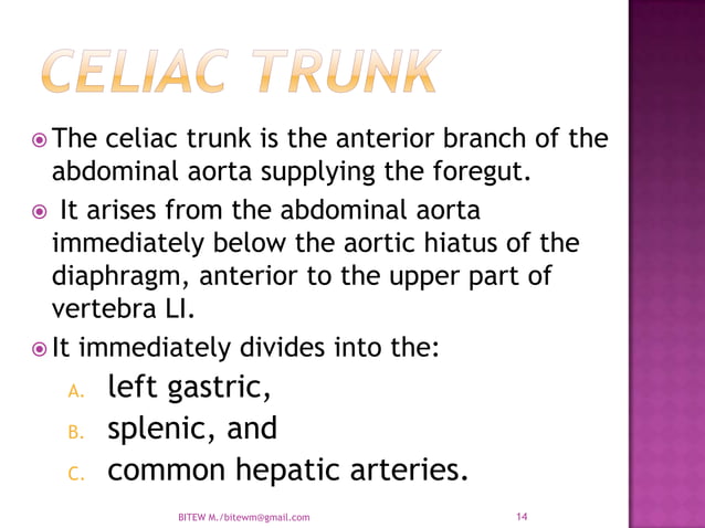 Arterial supply of the Abdomen : Abdominal Aorta | PPTX | Heart and ...