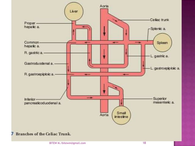 Arterial supply of the Abdomen : Abdominal Aorta | PPTX | Heart and ...