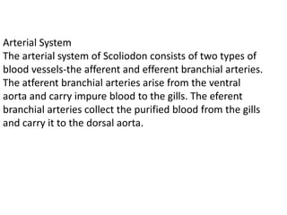 Arterial System
The arterial system of Scoliodon consists of two types of
blood vessels-the afferent and efferent branchial arteries.
The atferent branchial arteries arise from the ventral
aorta and carry impure blood to the gills. The eferent
branchial arteries collect the purified blood from the gills
and carry it to the dorsal aorta.
 