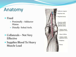 Anatomy
 Fixed
 Proximally - Adductor
Hiatus
 Distally- Soleal Arch.
 Collaterals – Not Very
Effective
 Supplies Blood To Heavy
Muscle Load
 