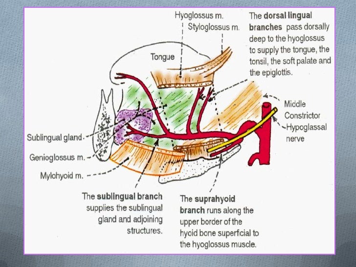 Lingual Artery Branches