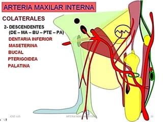 JOSÉ LUIS 10ARTERIA MAXILAR INTERNA
 