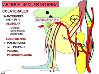 JOSÉ LUIS 11ARTERIA MAXILAR INTERNA
 