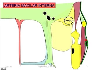 JOSÉ LUIS 3ARTERIA MAXILAR INTERNA
 