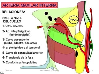 JOSÉ LUIS 5ARTERIA MAXILAR INTERNA
 