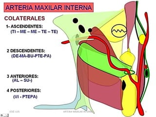 JOSÉ LUIS 6ARTERIA MAXILAR INTERNA
 