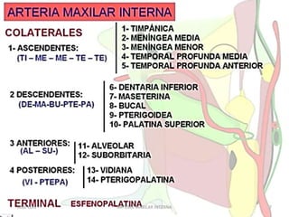 JOSÉ LUIS 7ARTERIA MAXILAR INTERNA
 