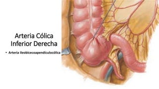 Arteria Cólica
Inferior Derecha
• Arteria ileobicecoapendículocólica
 